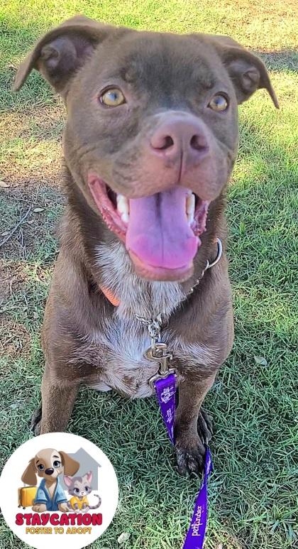 Maple, a Adoptable mixed breed in Phoenix, AZ image 3/3