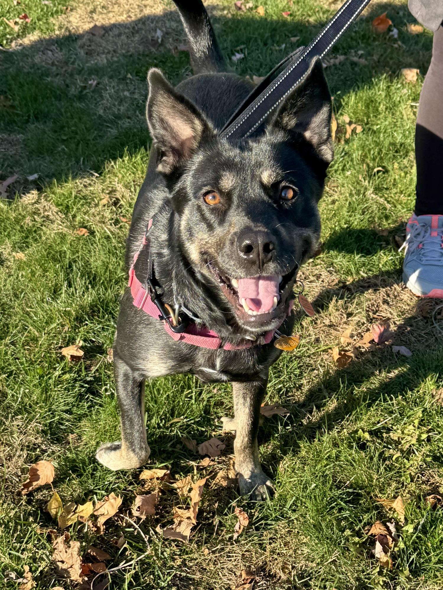 Enlarge Daphne, a Adoptable Mixed Breed in Ridgefield, CT image 1/6
