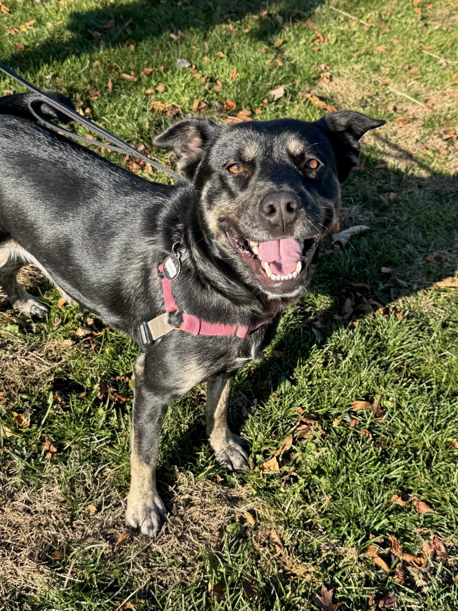Enlarge Daphne, a Adoptable Mixed Breed in Ridgefield, CT image 2/6
