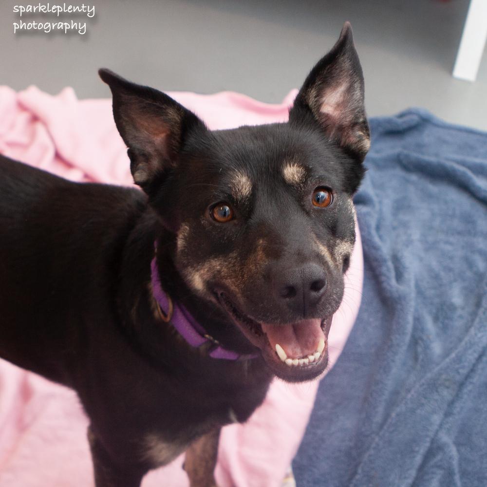 Enlarge Daphne, a Adoptable Mixed Breed in Ridgefield, CT image 6/6