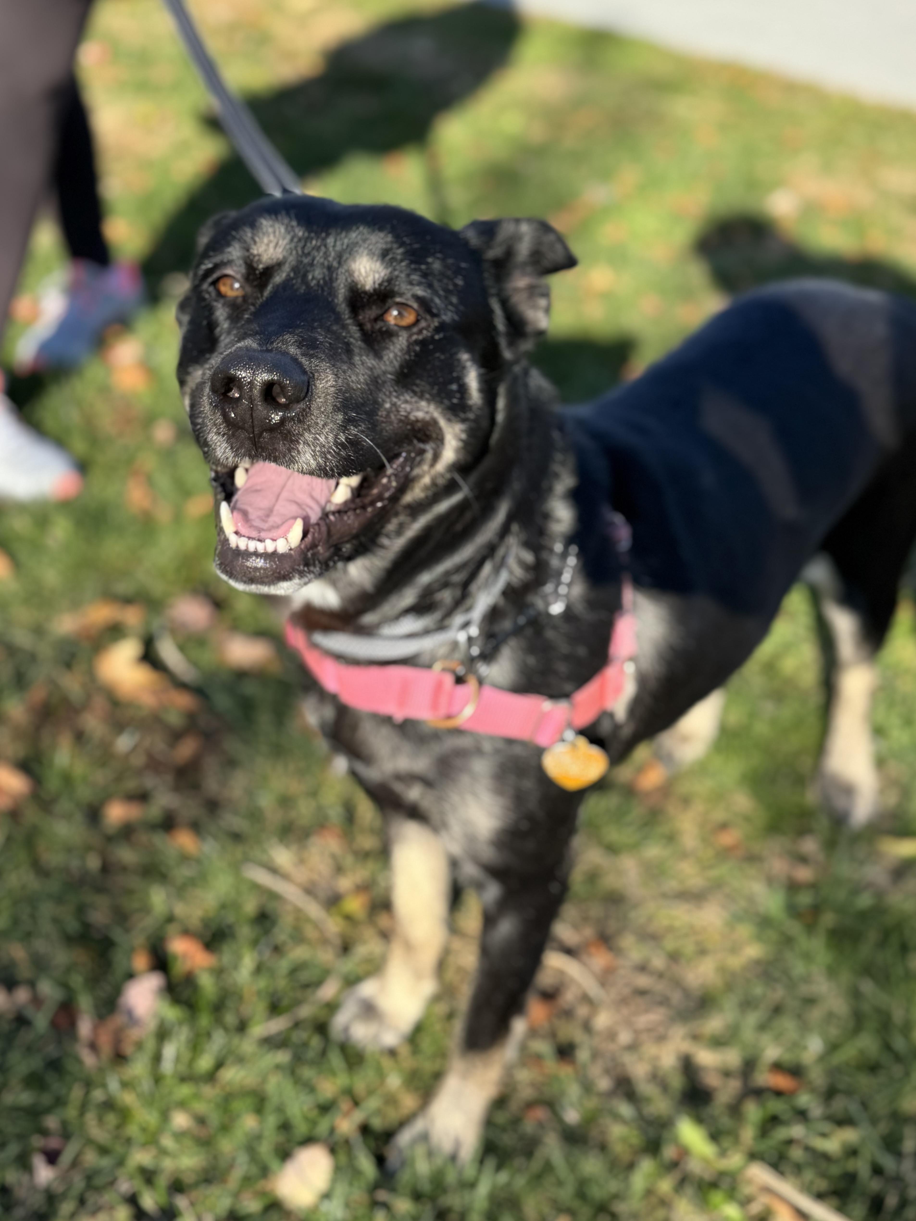 Enlarge Daphne, a Adoptable Mixed Breed in Ridgefield, CT image 3/6