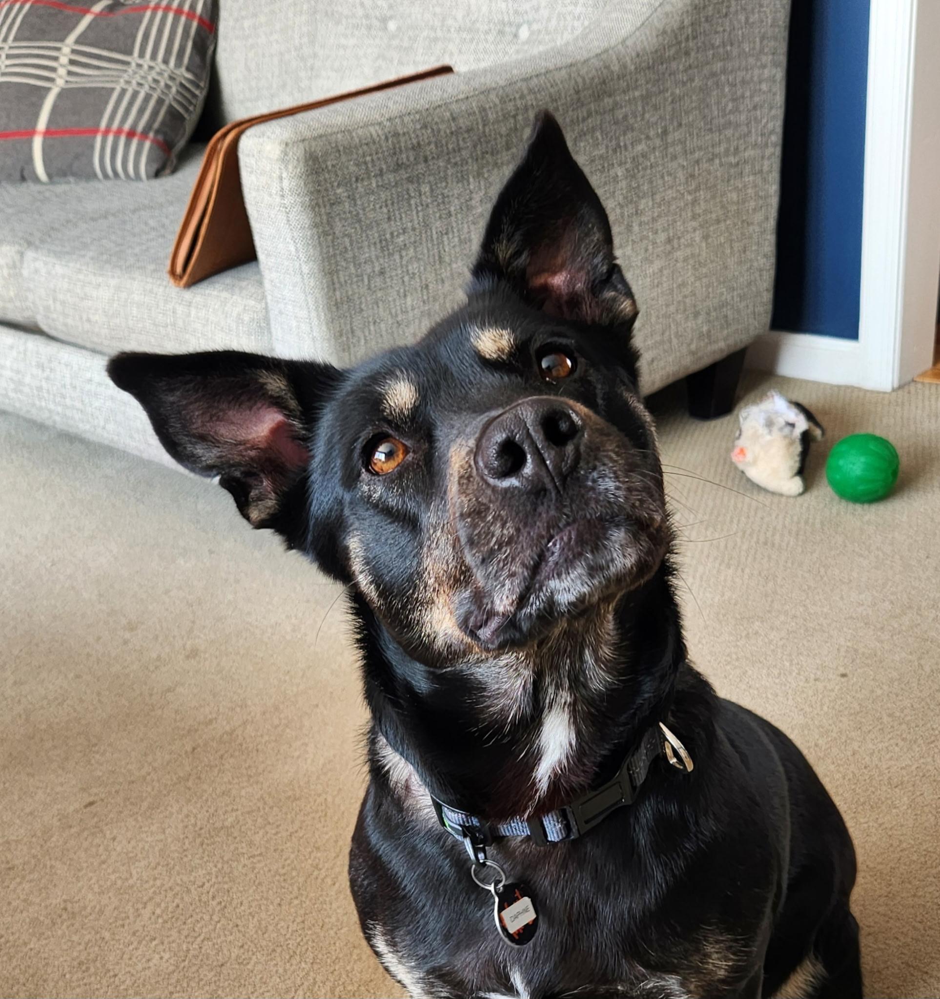 Enlarge Daphne, a Adoptable Mixed Breed in Ridgefield, CT image 5/6