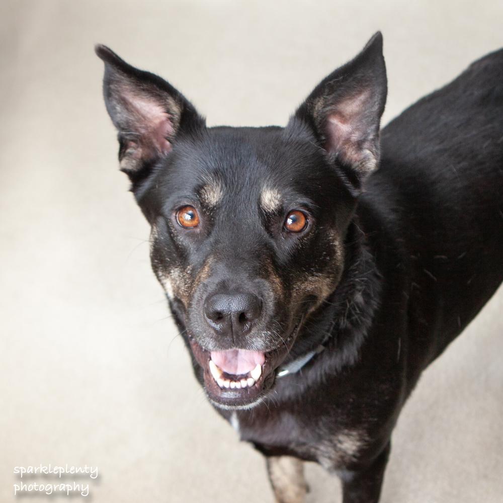 Daphne, Adoptable, Adult Female Mixed Breed.