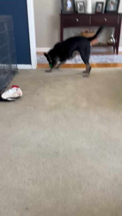 Enlarge Daphne, a Adoptable Mixed Breed in Ridgefield, CT video 6/6