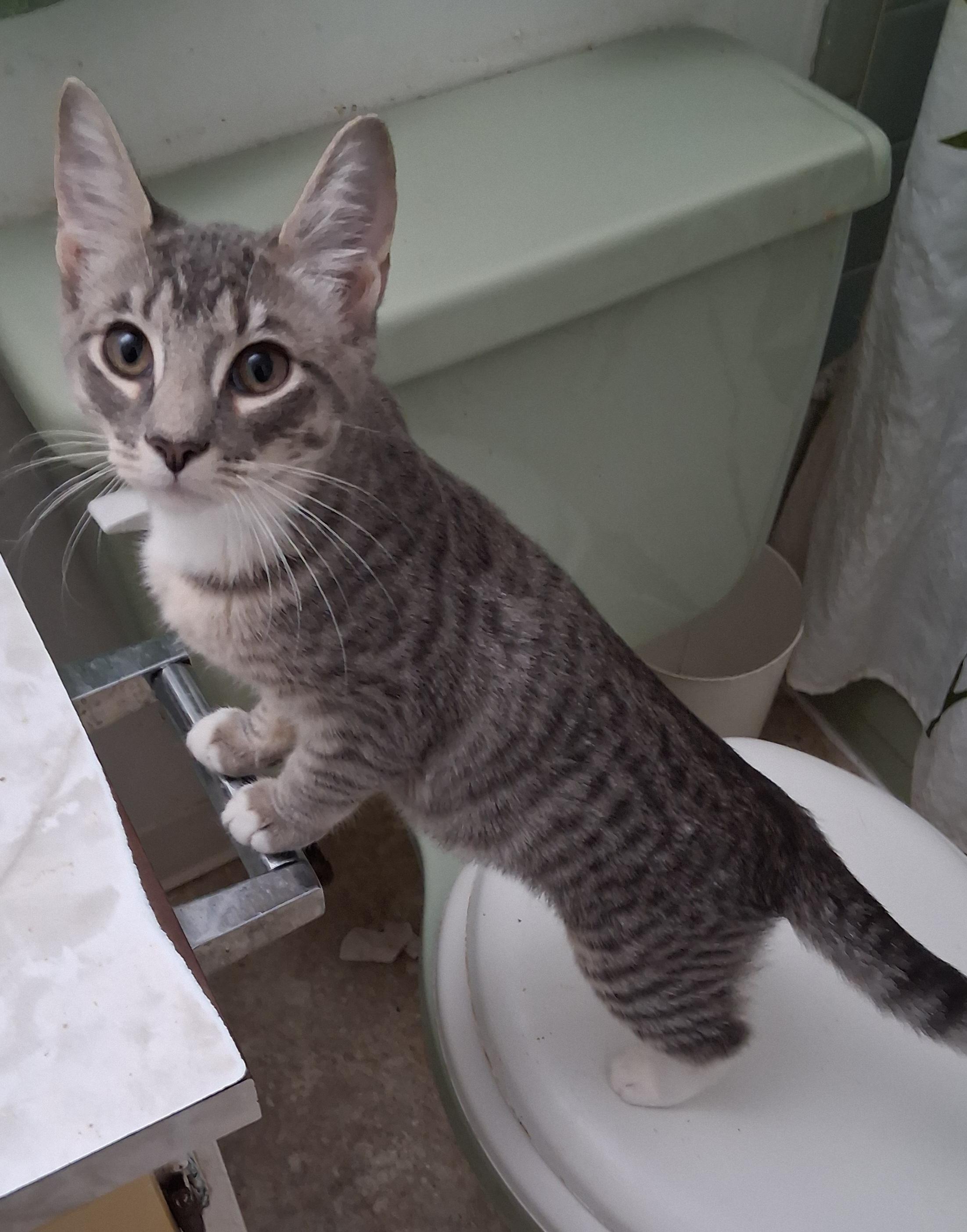 CG-Crazy Girl, ADOPTABLE, Kitten Female Tabby.