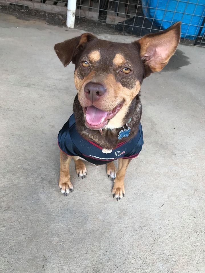 Rupert, a Adoptable mixed breed in Hempstead, TX image 1/2