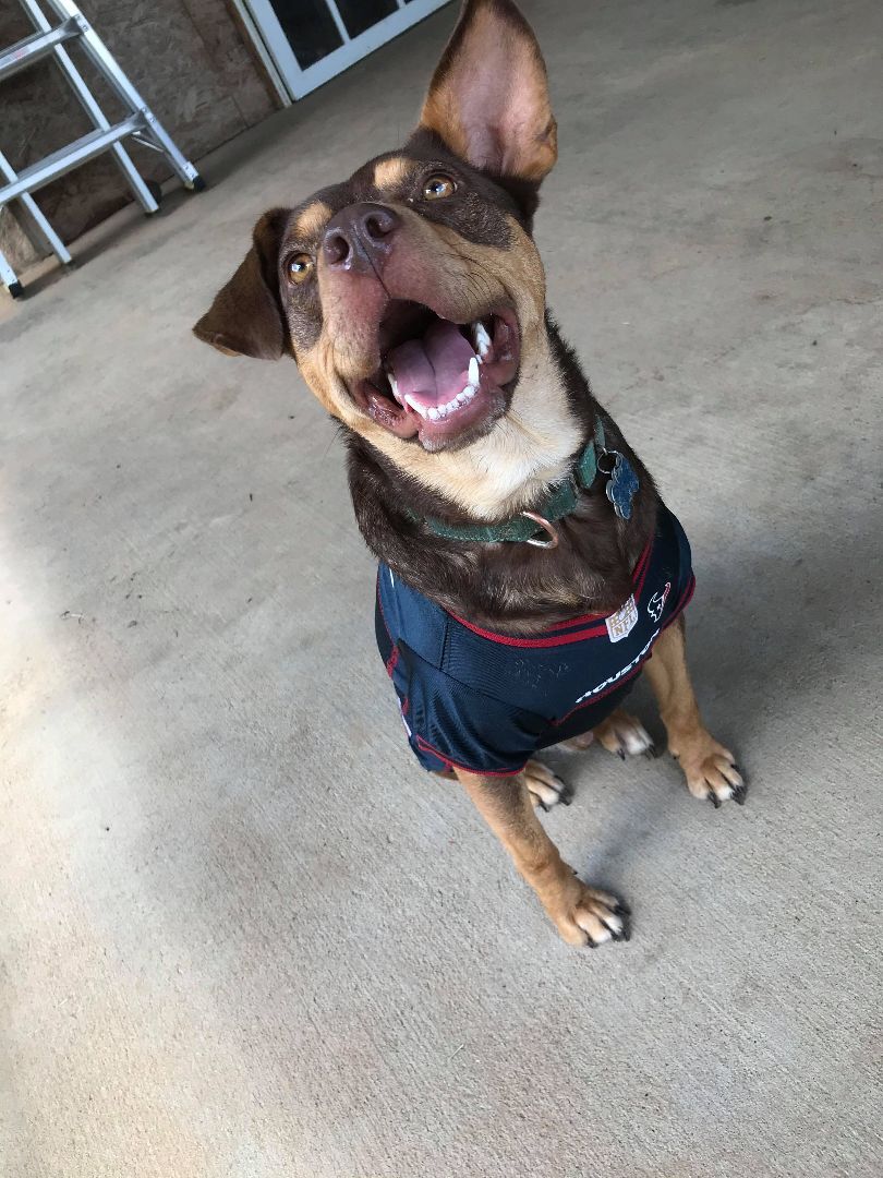 Rupert, a Adoptable mixed breed in Hempstead, TX image 2/2