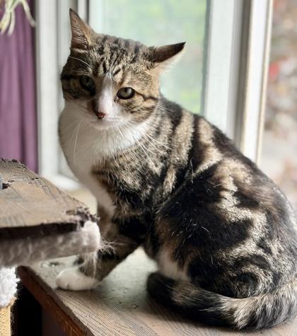 Mikhail, a Adoptable Domestic Short Hair in Pickering, ON image 1/9