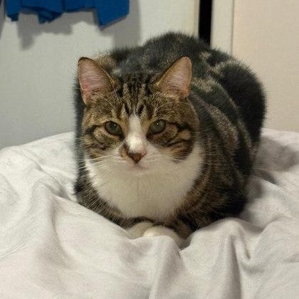 Mikhail, Adoptable, Adult Male Domestic Short Hair.