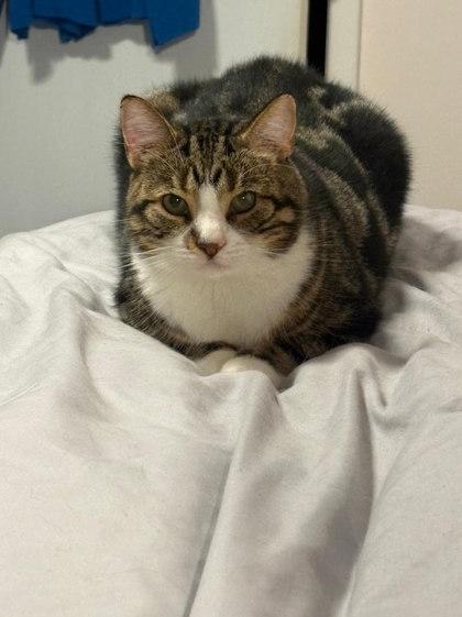 Mikhail, a Adoptable Domestic Short Hair in Pickering, ON image 2/9