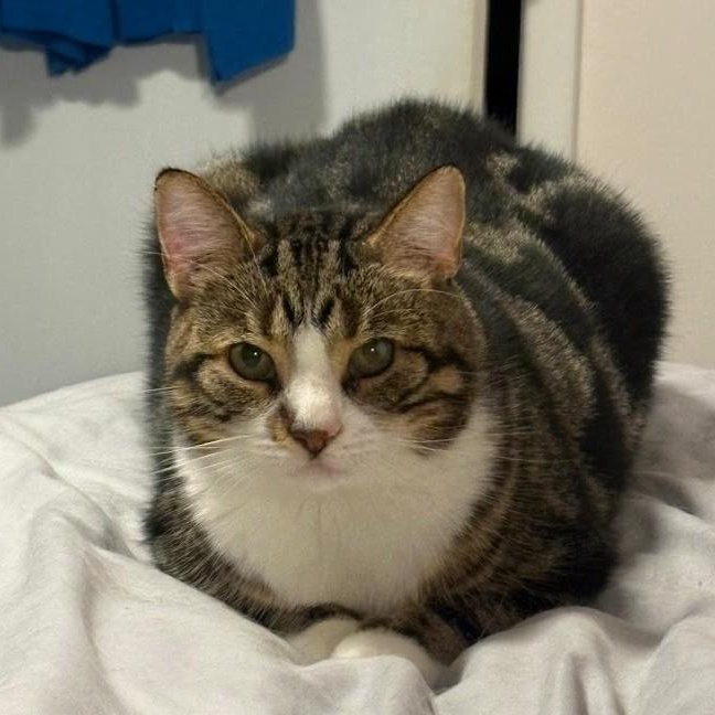 Enlarge Mikhail, a Adoptable Domestic Short Hair in Pickering, ON image 8/9