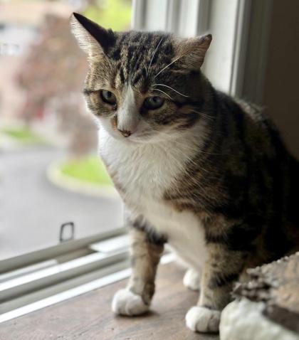 Enlarge Mikhail, a Adoptable Domestic Short Hair in Pickering, ON image 9/9