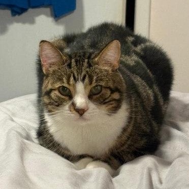 Enlarge Mikhail, a Adoptable Domestic Short Hair in Pickering, ON image 7/9