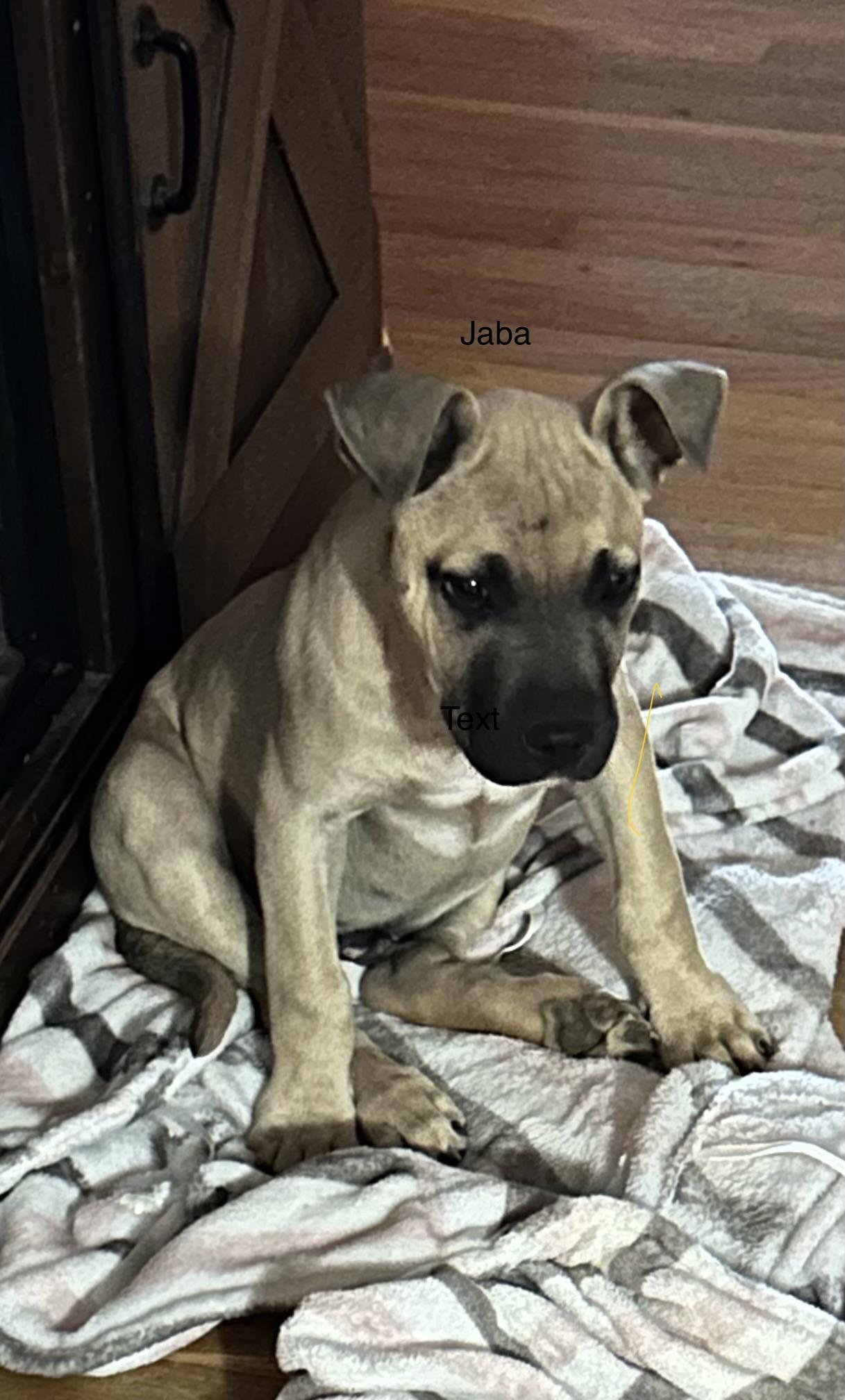 Jaba, ADOPTABLE, Puppy Male Black Mouth Cur.
