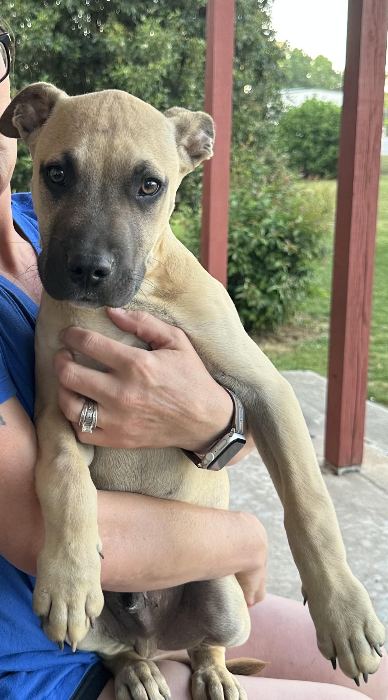 Enlarge Jaba, a ADOPTABLE mixed breed in Rome, GA image 1/2