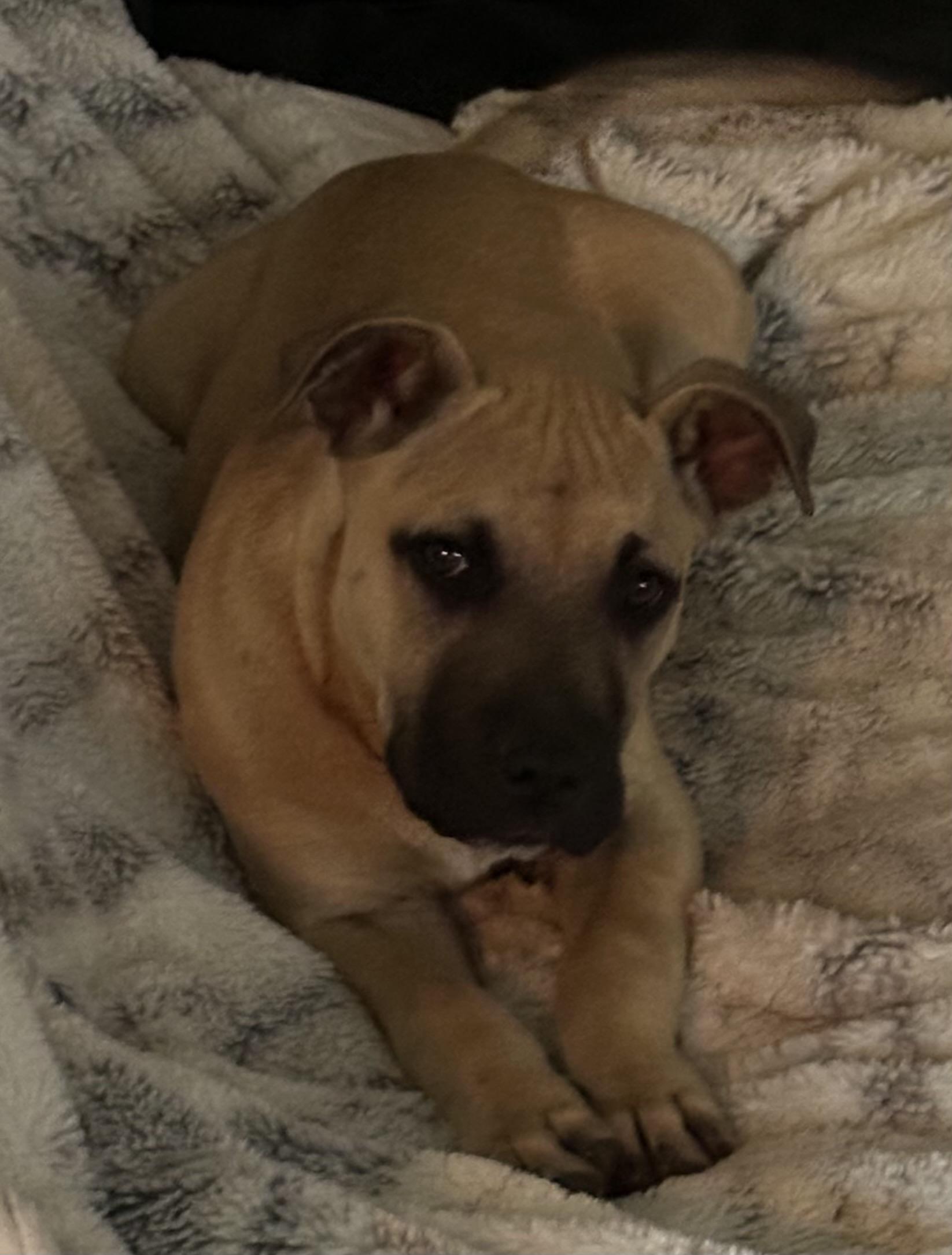 Enlarge Jaba, a ADOPTABLE mixed breed in Rome, GA image 2/2