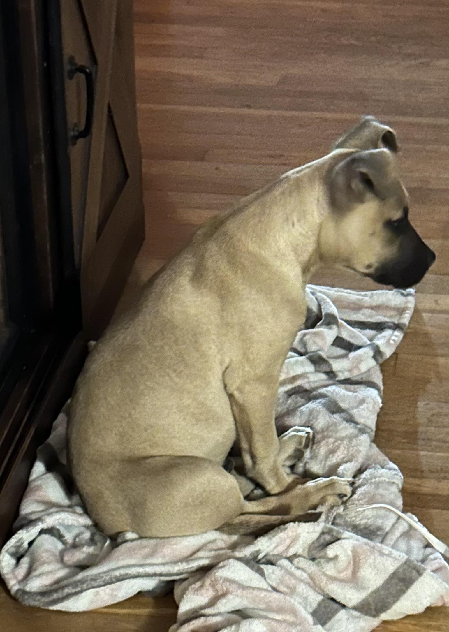 Enlarge Jaba, a ADOPTABLE Black Mouth Cur in Rome, GA image 2/2