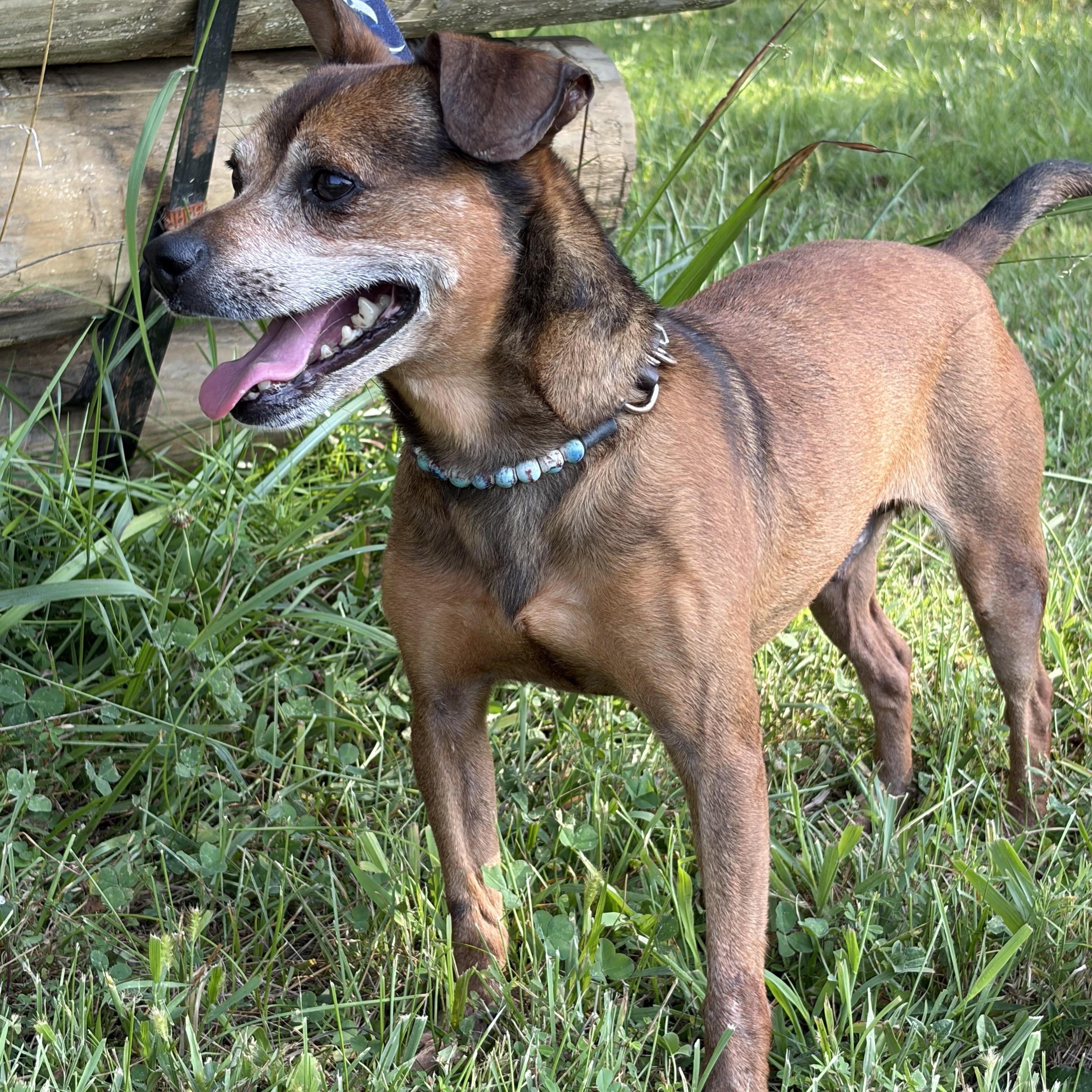 Enlarge Jerry D, a ADOPTABLE mixed breed in Warrenton, VA image 1/5