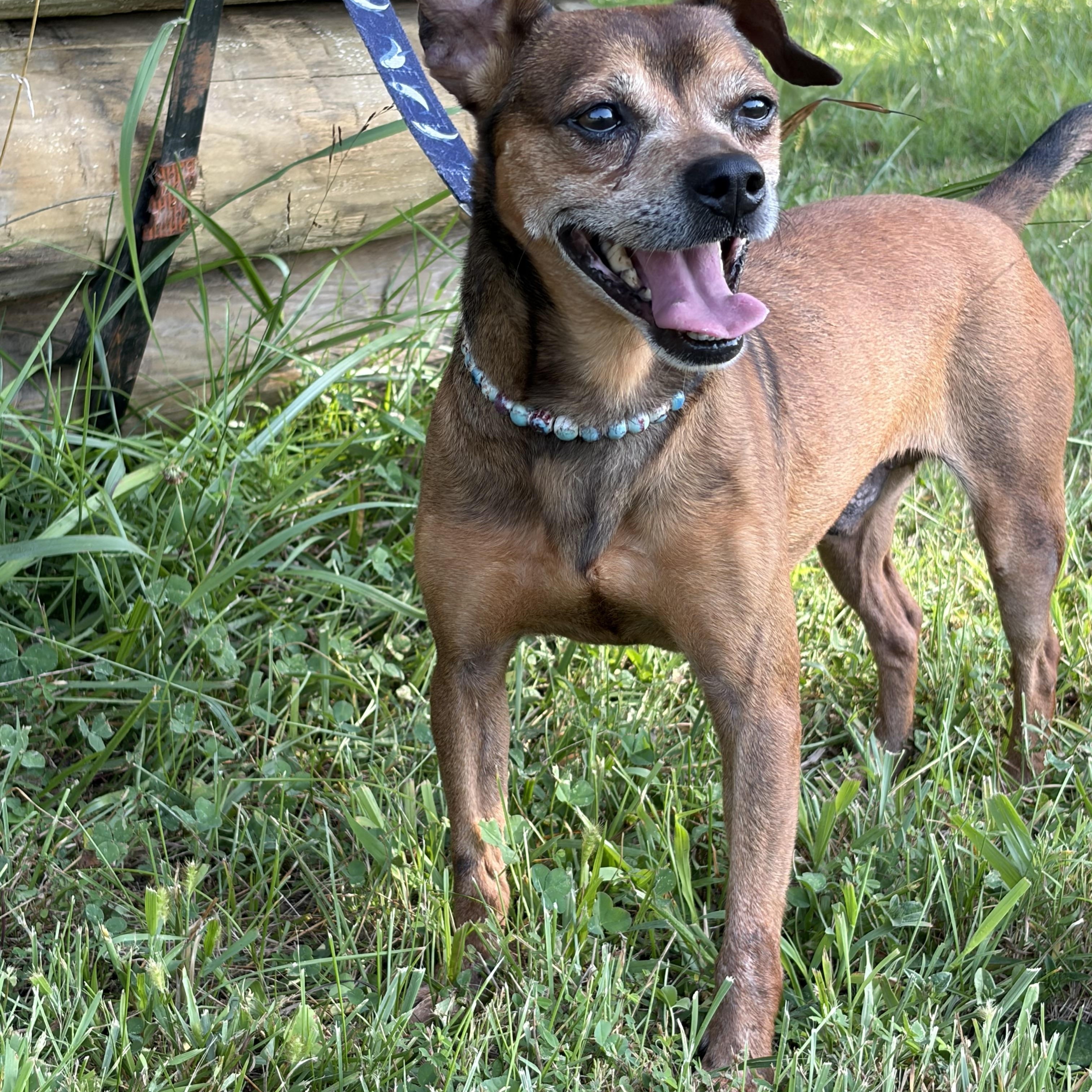 Enlarge Jerry D, a ADOPTABLE mixed breed in Warrenton, VA image 2/5