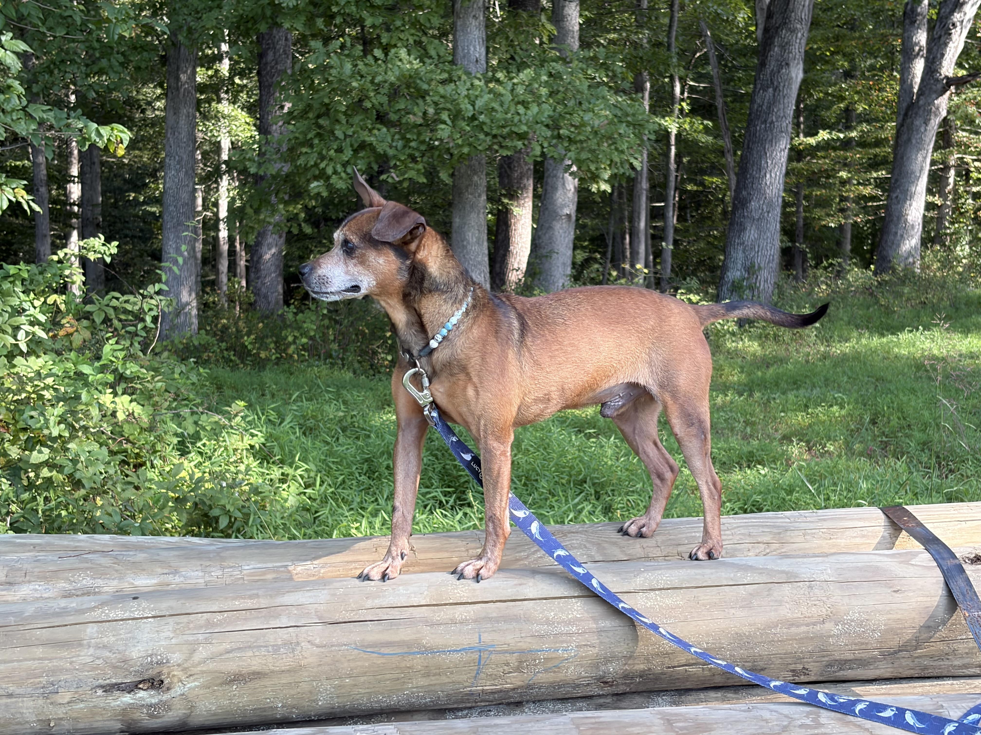 Enlarge Jerry D, a ADOPTABLE mixed breed in Warrenton, VA image 3/5