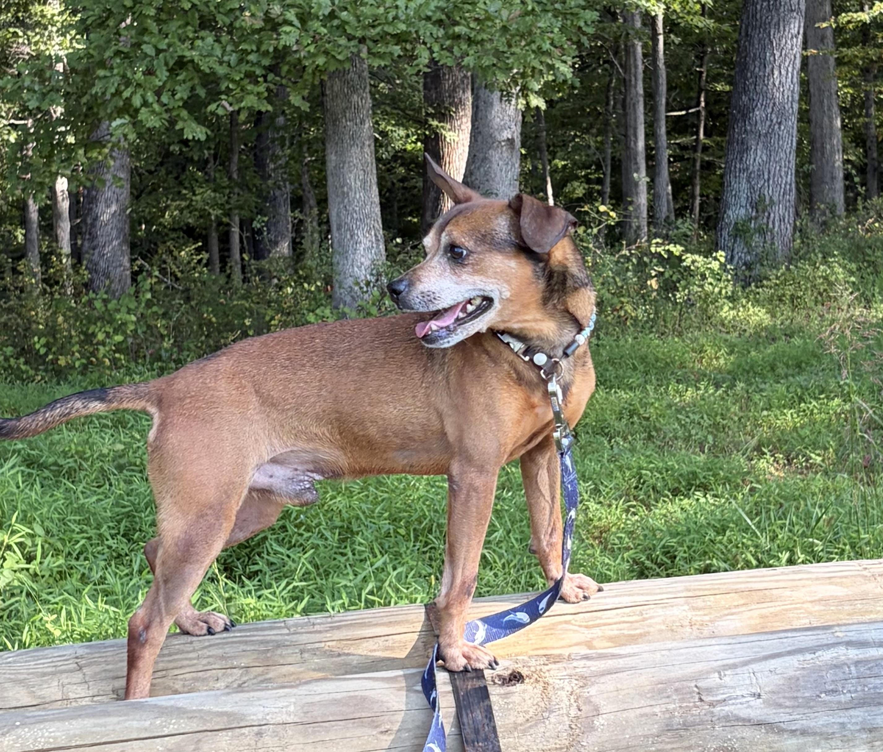 Enlarge Jerry D, a ADOPTABLE mixed breed in Warrenton, VA image 4/5