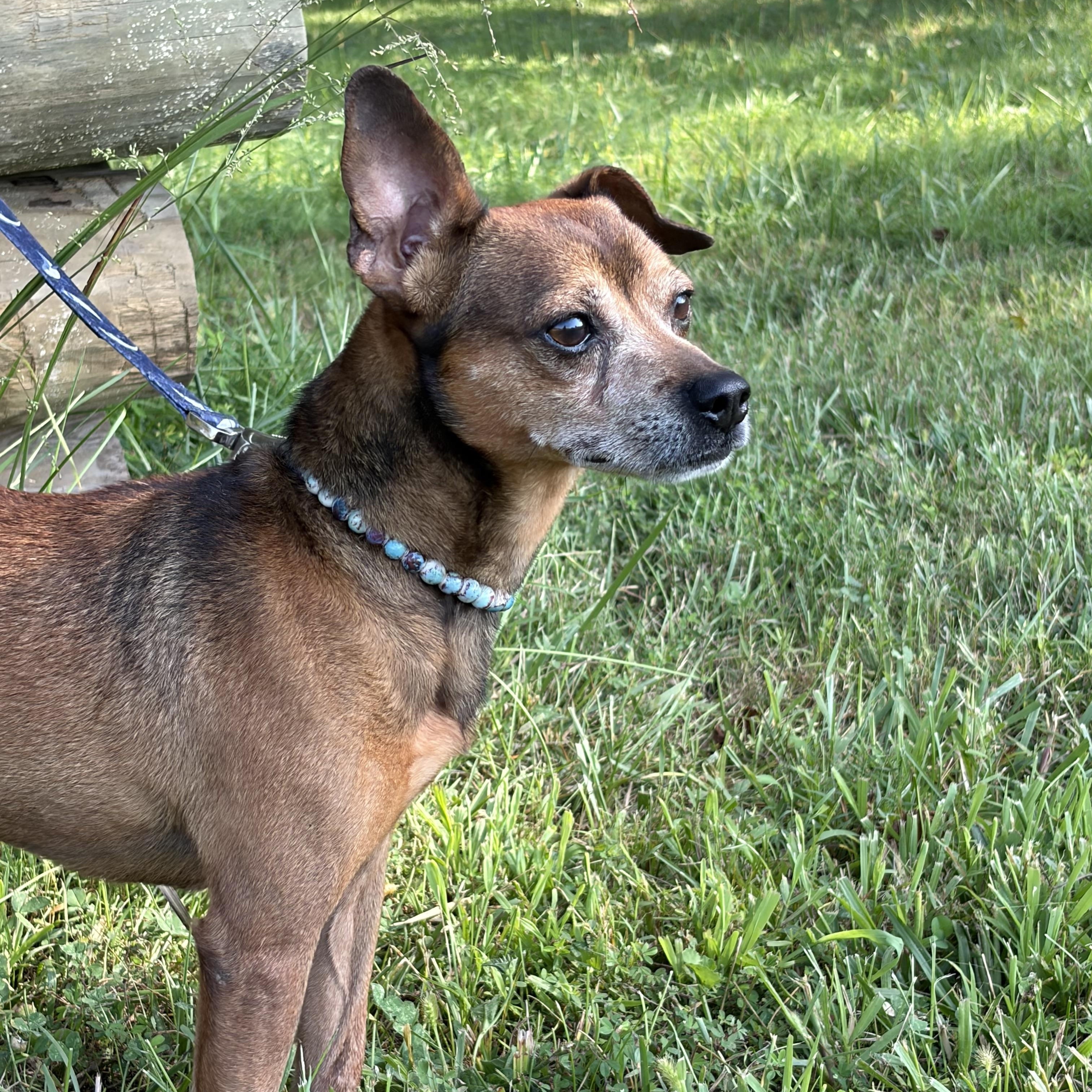 Enlarge Jerry D, a ADOPTABLE mixed breed in Warrenton, VA image 5/5