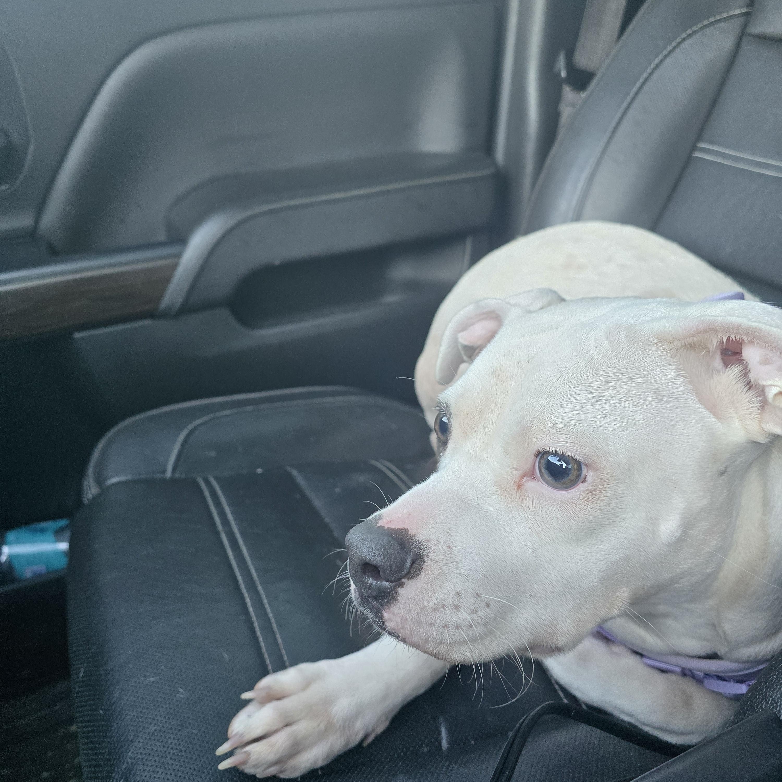 Enlarge Uni, a ADOPTABLE mixed breed in Bristol, VT image 3/4