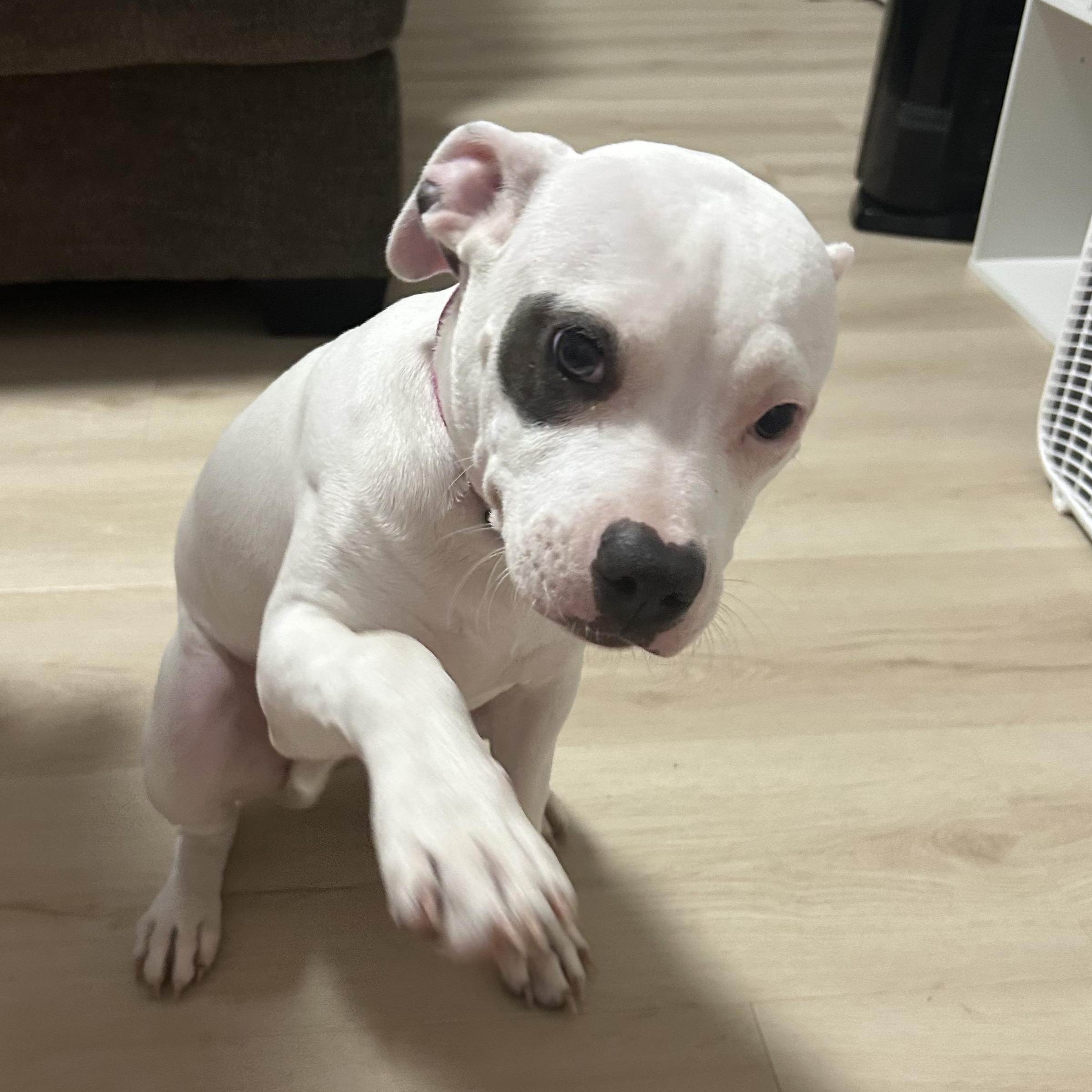 Enlarge Uni, a ADOPTABLE mixed breed in Bristol, VT image 2/4