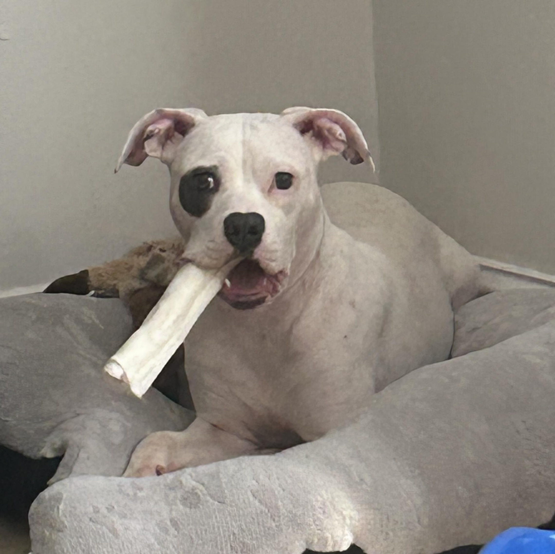 Uni, ADOPTABLE, Young Female Pit Bull Terrier.