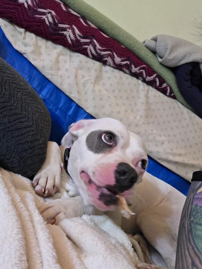 Enlarge Belle, a ADOPTABLE mixed breed in Bristol, VT image 2/6