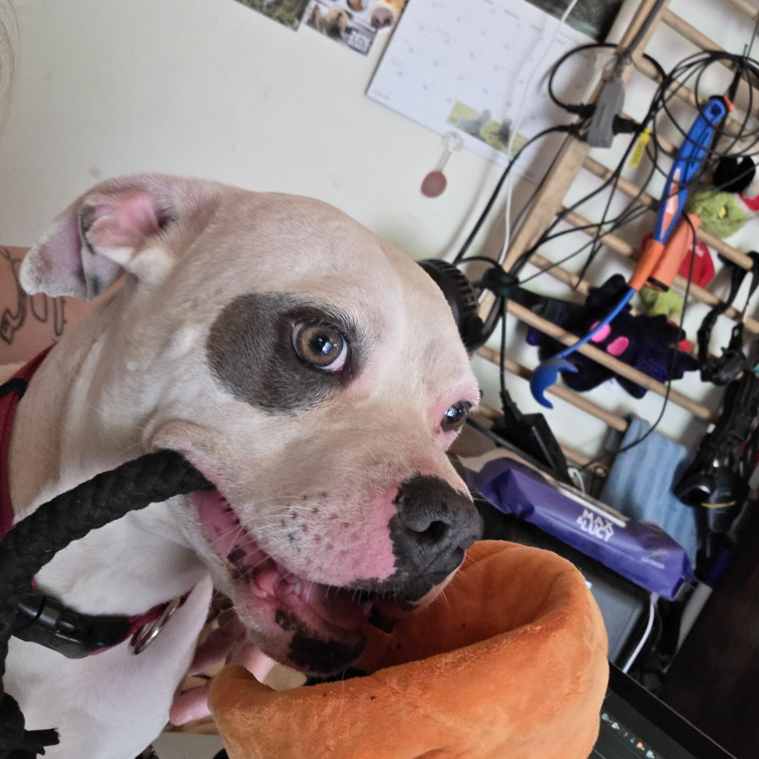 Belle, ADOPTABLE, Young Female Pit Bull Terrier.