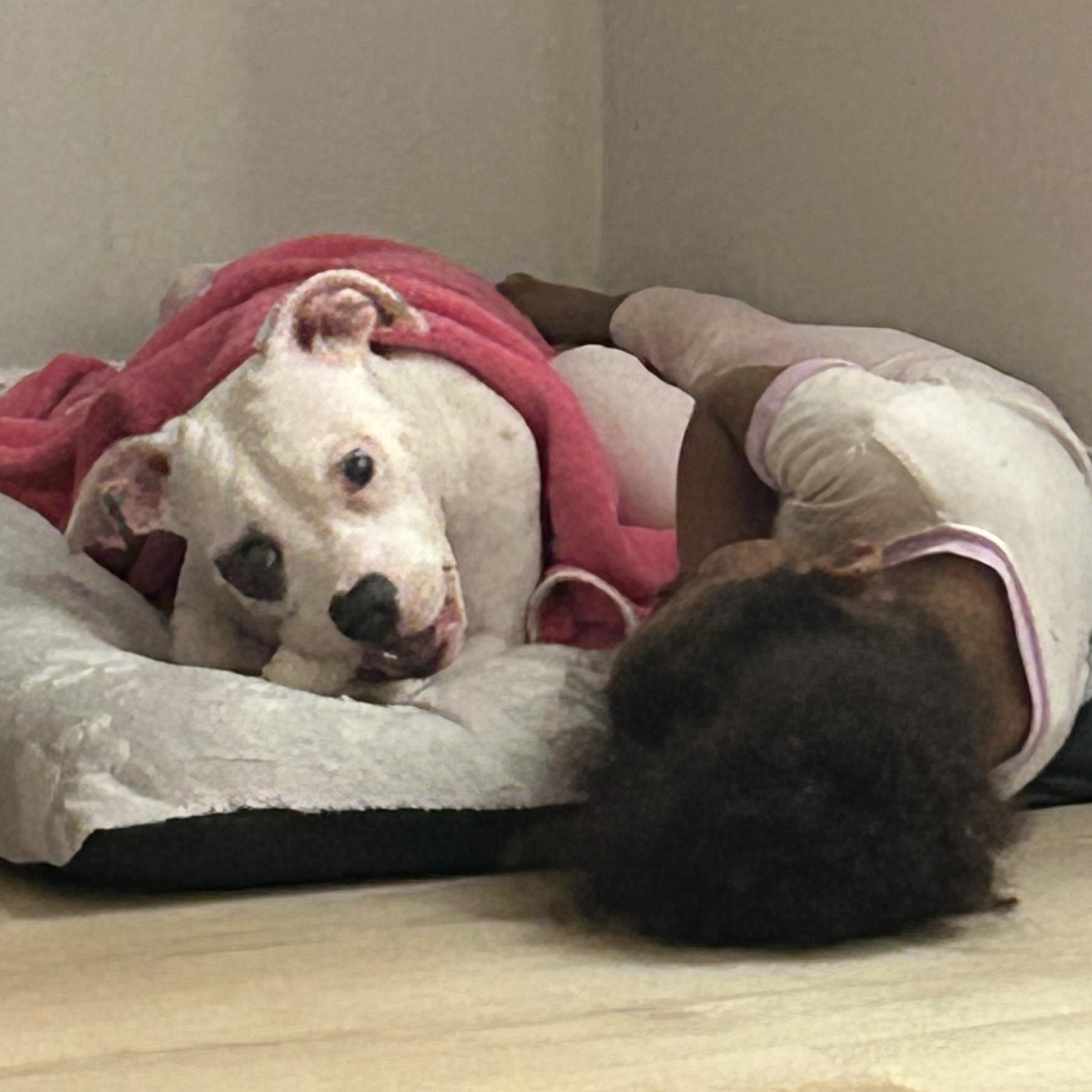 Enlarge Uni, a ADOPTABLE mixed breed in Bristol, VT image 4/4