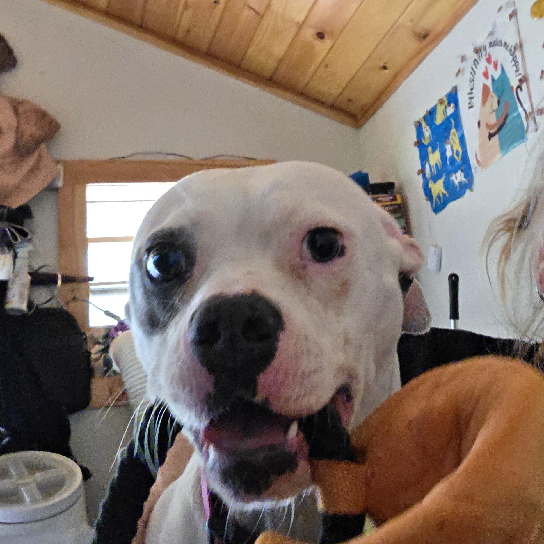 Enlarge Belle, a ADOPTABLE mixed breed in Bristol, VT image 3/6