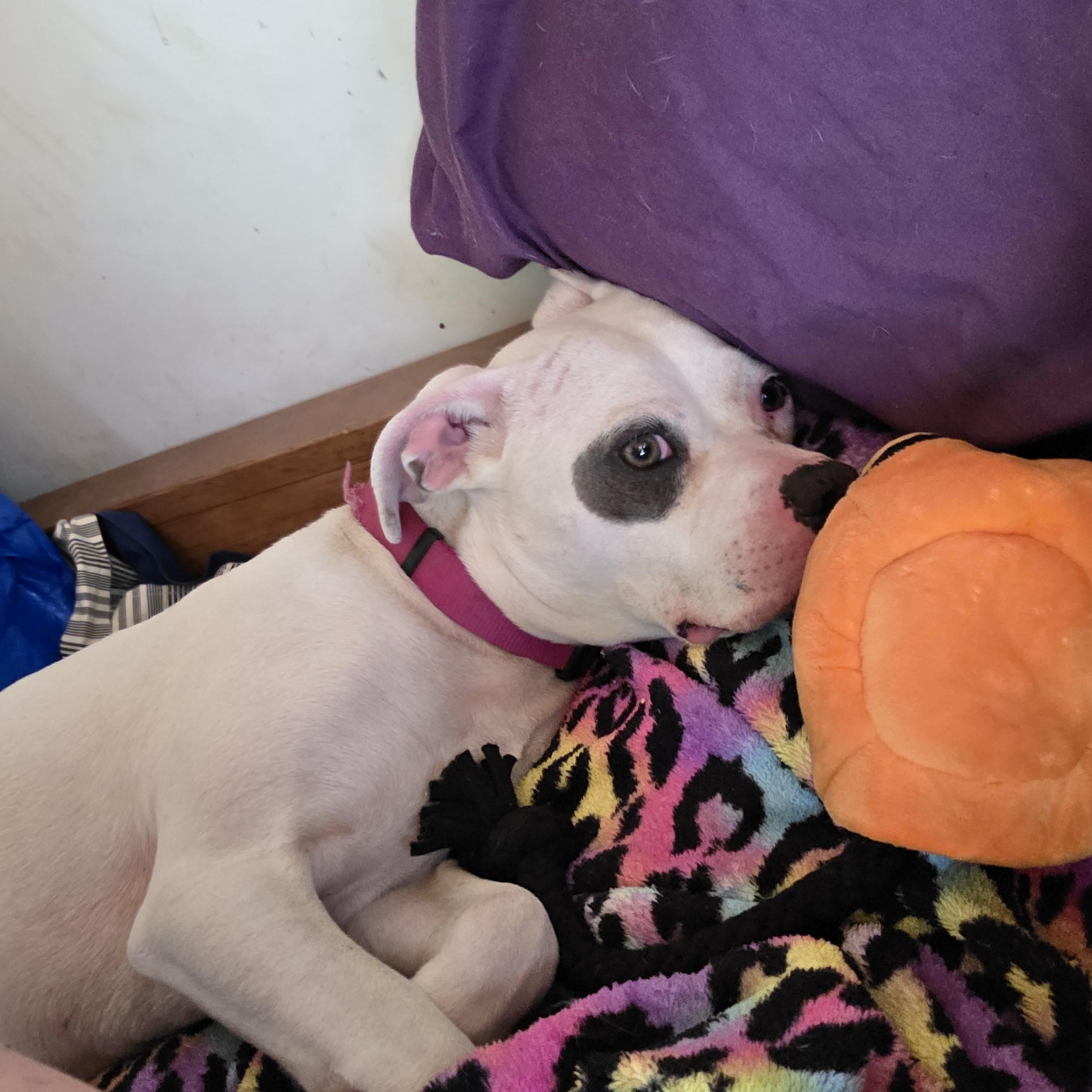 Enlarge Belle, a ADOPTABLE mixed breed in Bristol, VT image 4/6