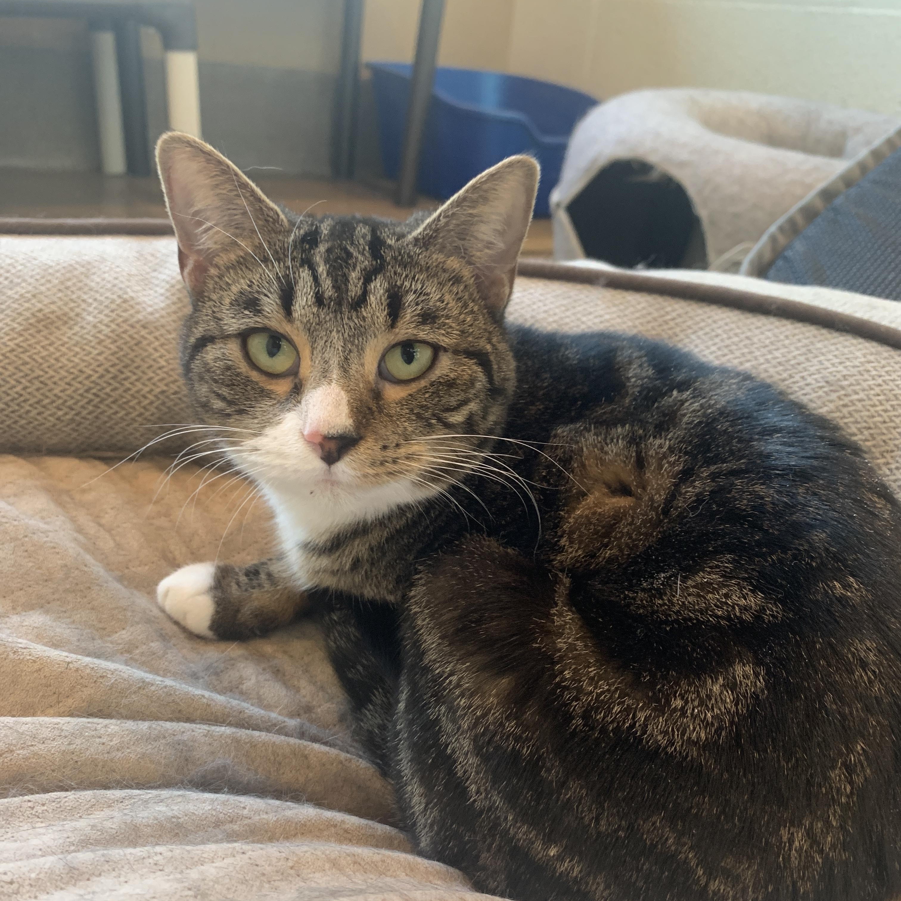 Bubbles, Adoptable, Young Female Domestic Short Hair.