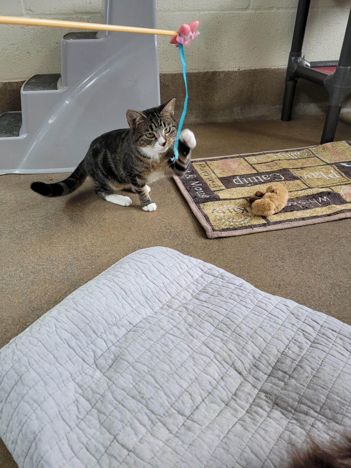 Enlarge Bubbles, a Adoptable Domestic Short Hair in Winchester, VA image 1/3