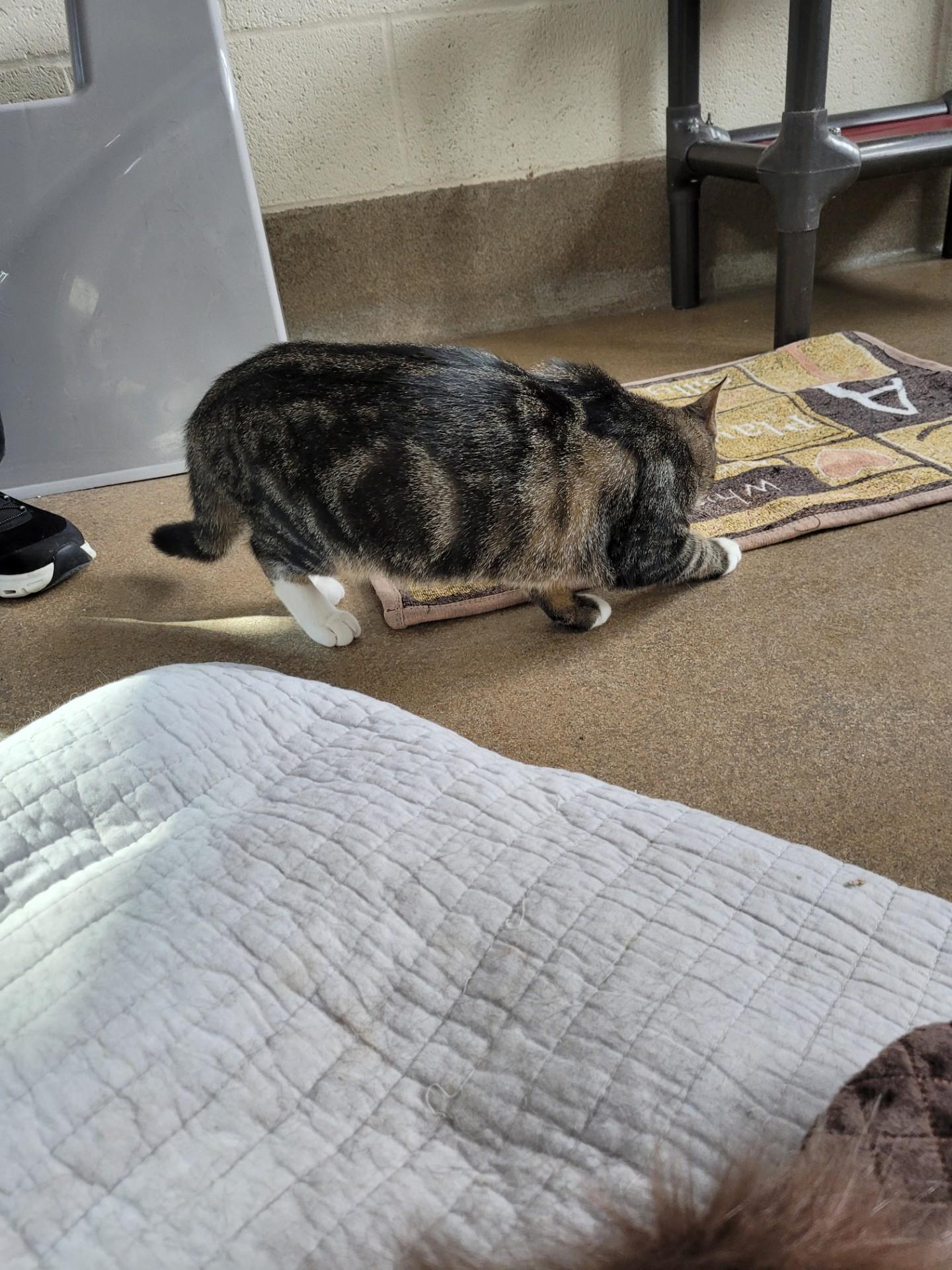 Enlarge Bubbles, a Adoptable Domestic Short Hair in Winchester, VA image 2/3