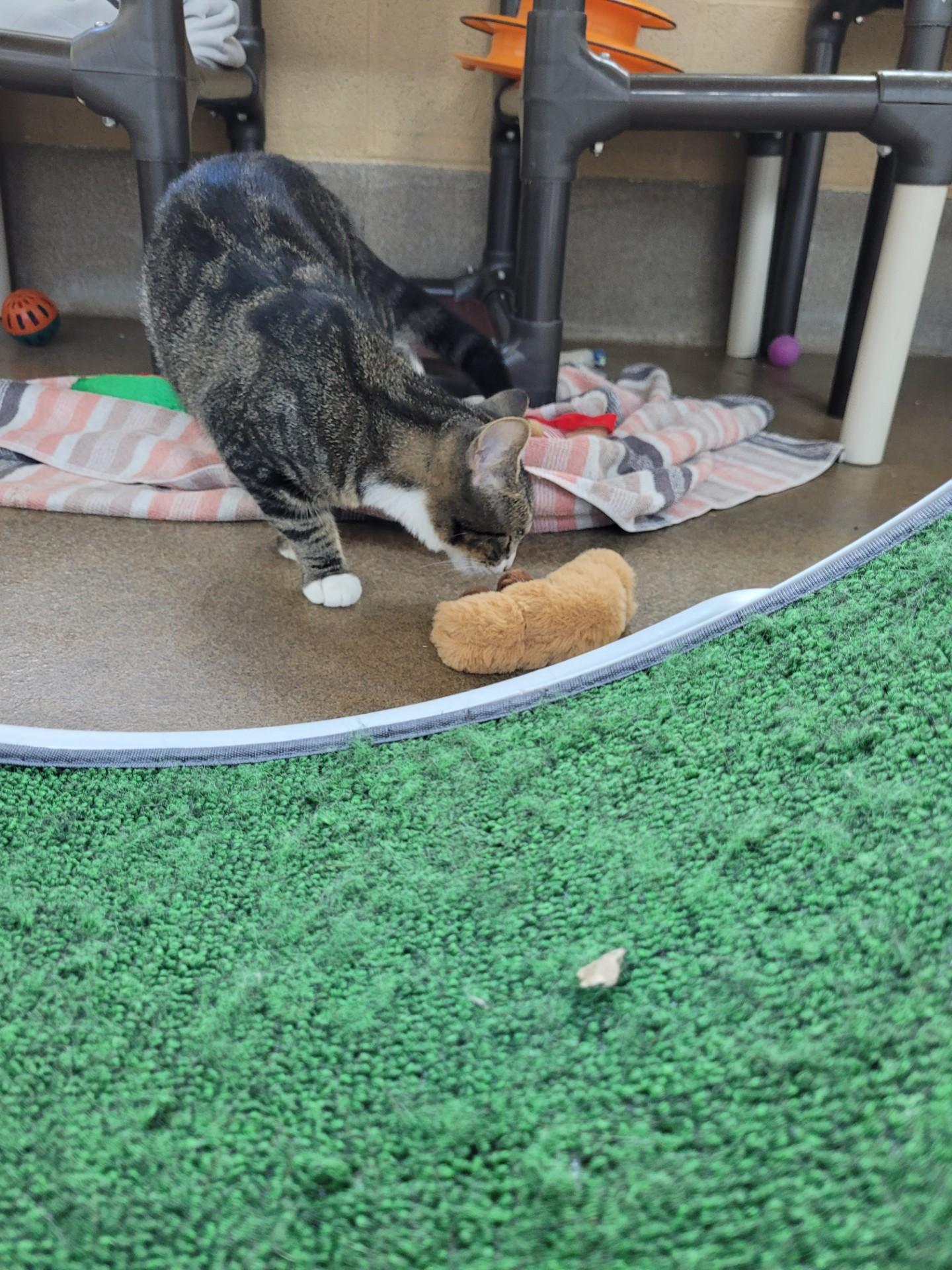 Enlarge Bubbles, a Adoptable Domestic Short Hair in Winchester, VA image 3/3