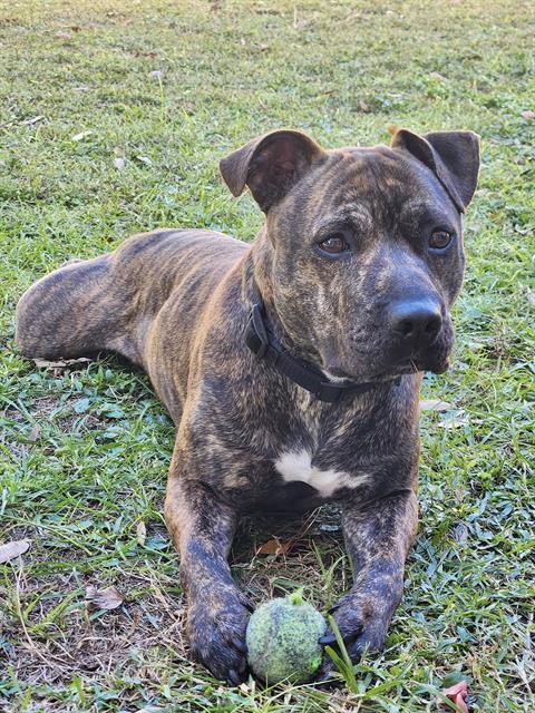 MANN MANN, Adoptable, Adult Male Mixed Breed.