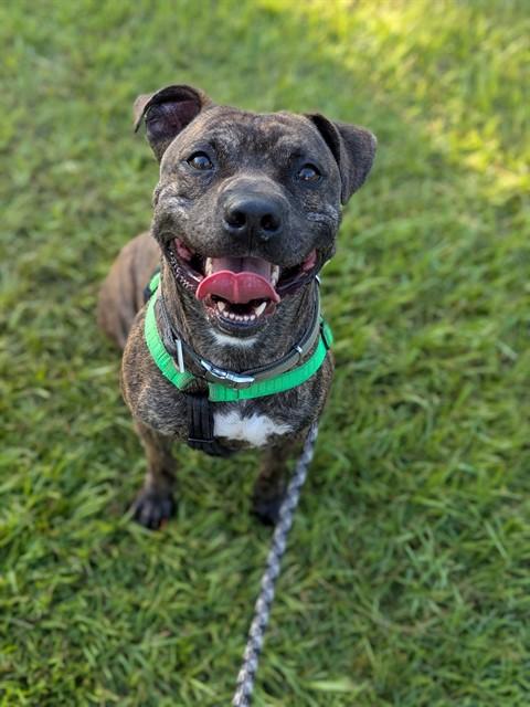 MANN MANN, Adoptable, Adult Male Mixed Breed.