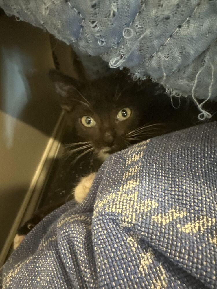 Zippity, Adoptable, Kitten Female Domestic Short Hair.