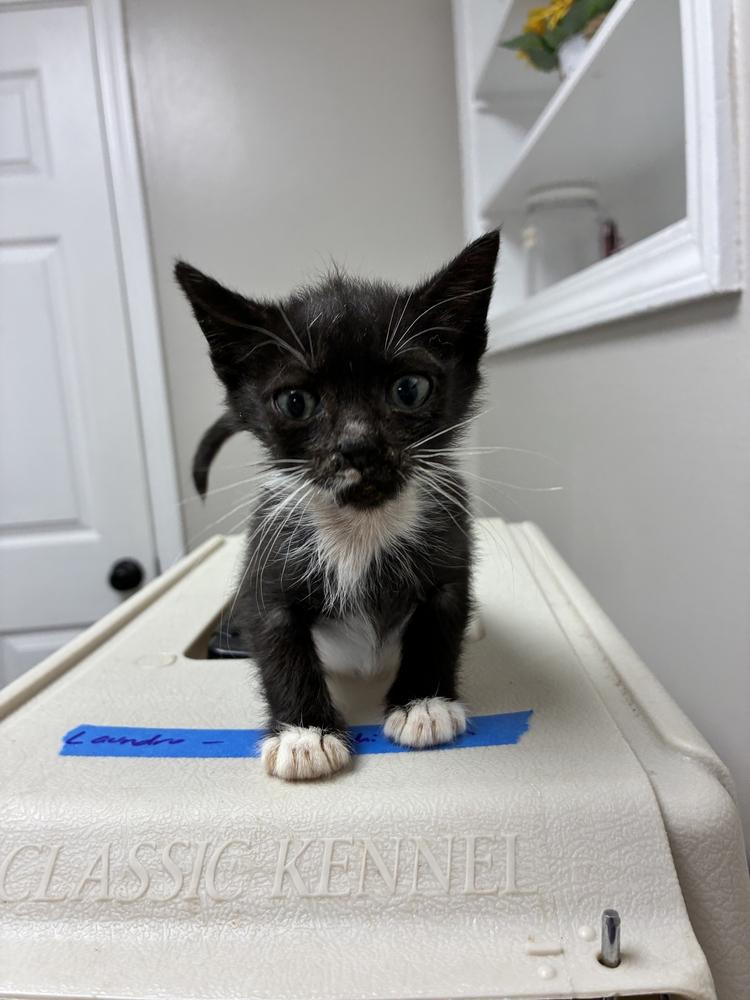 Enlarge Zippity, a Adoptable Domestic Short Hair in Marietta, GA image 3/3