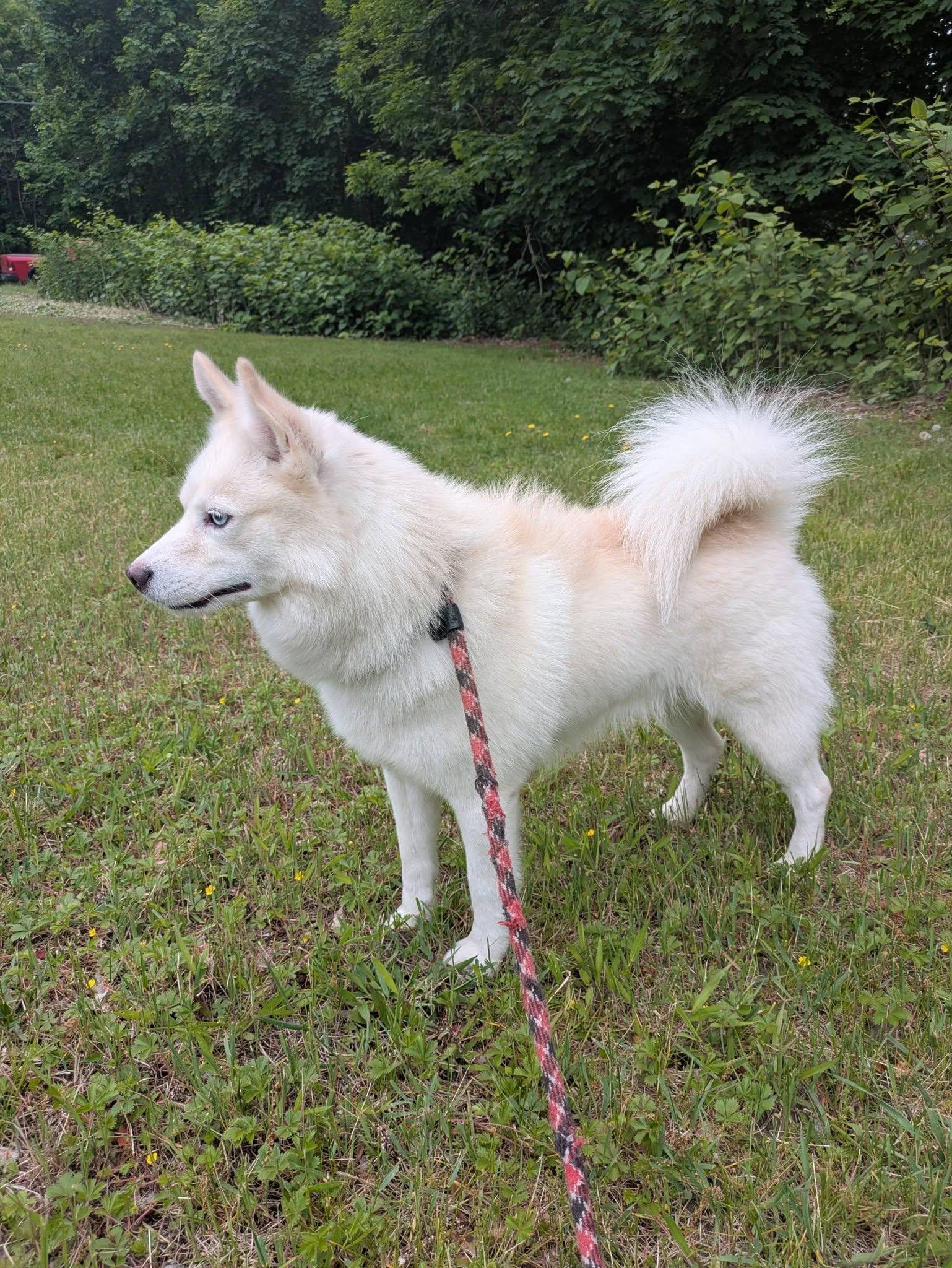 Quinn, a ADOPTABLE American Eskimo Dog in Fall River, MA image 2/2