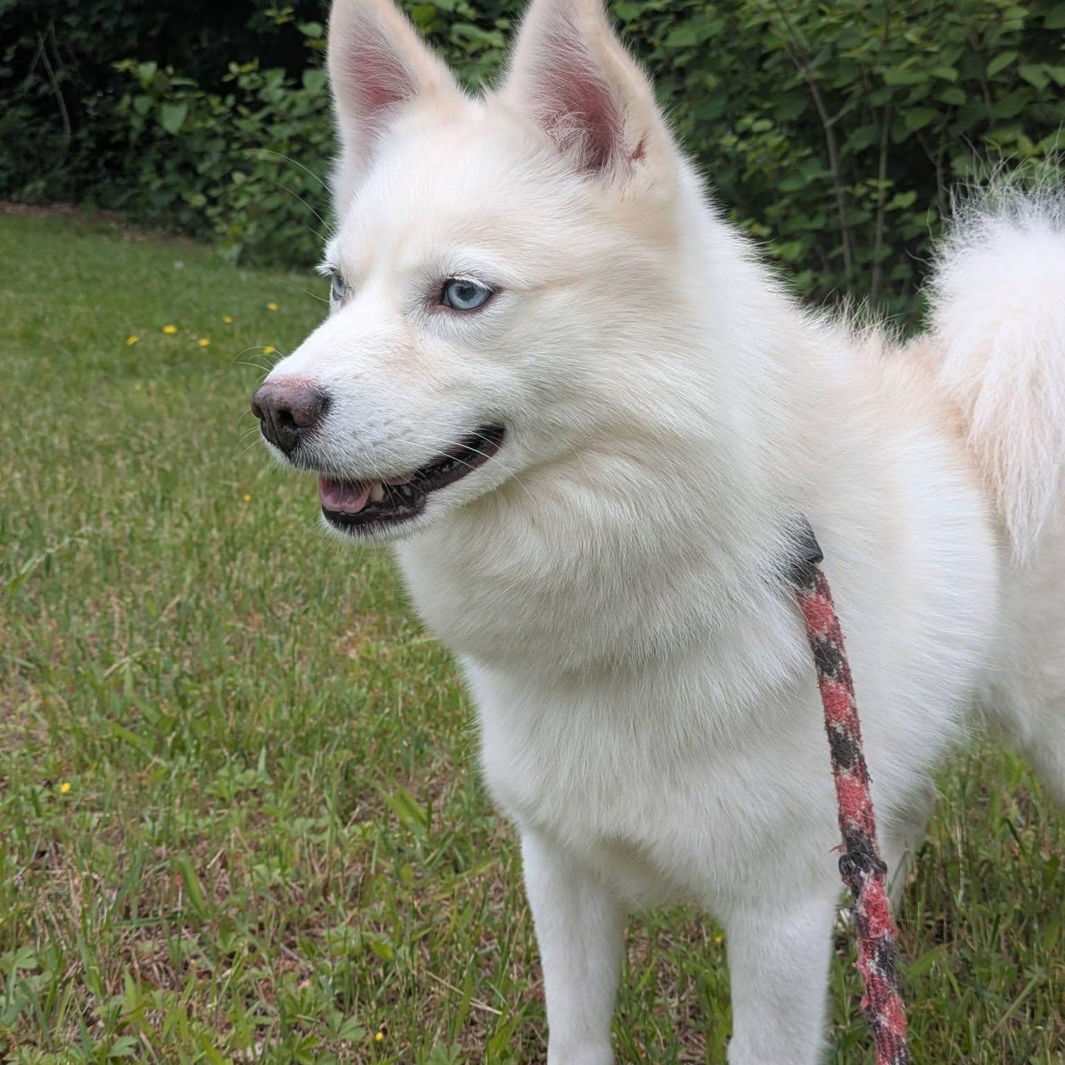 Quinn, a ADOPTABLE American Eskimo Dog in Fall River, MA image 1/2