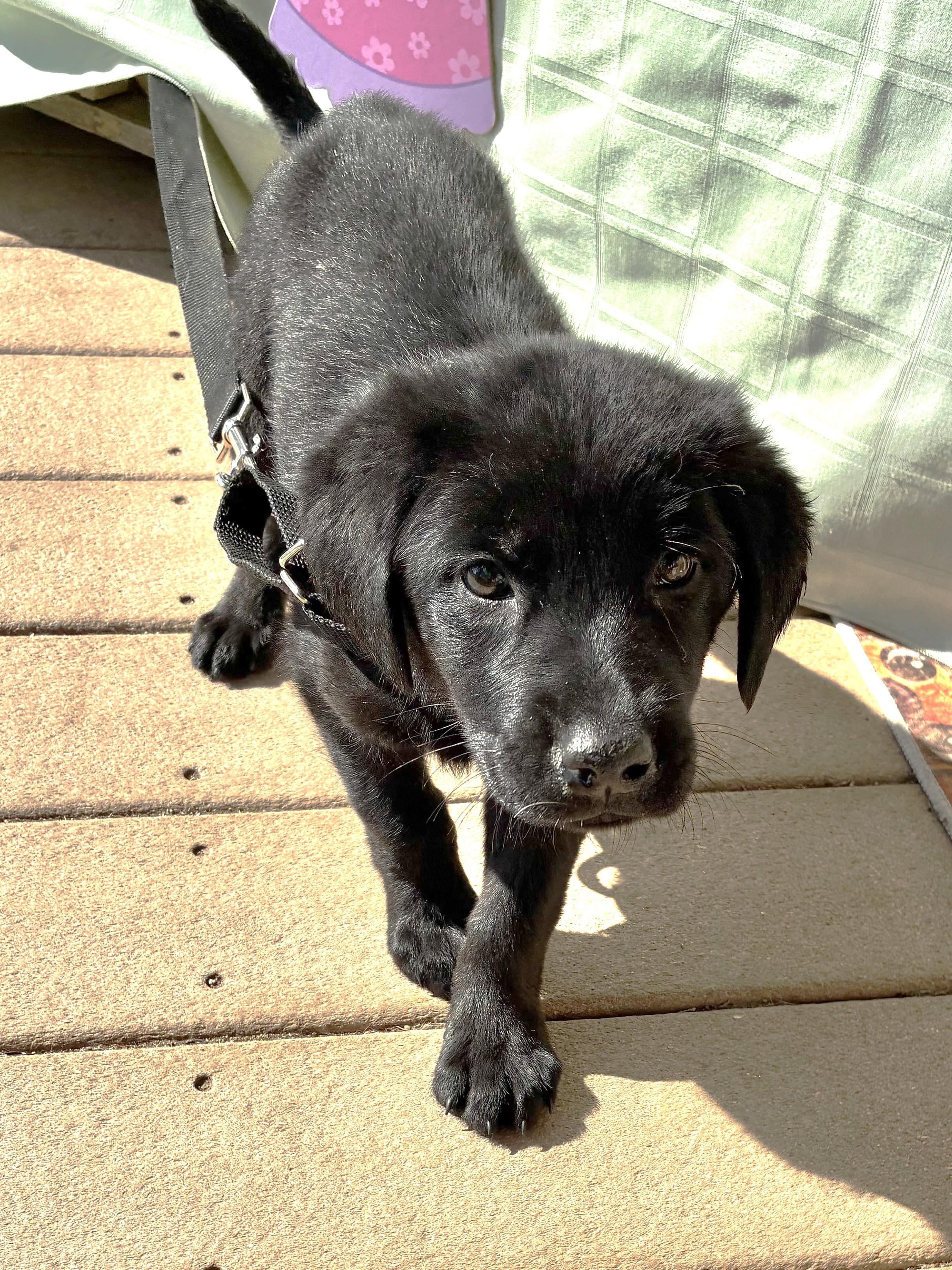 Enlarge Nudel, an adopted Flat-Coated Retriever in West Chicago, IL image 3/3