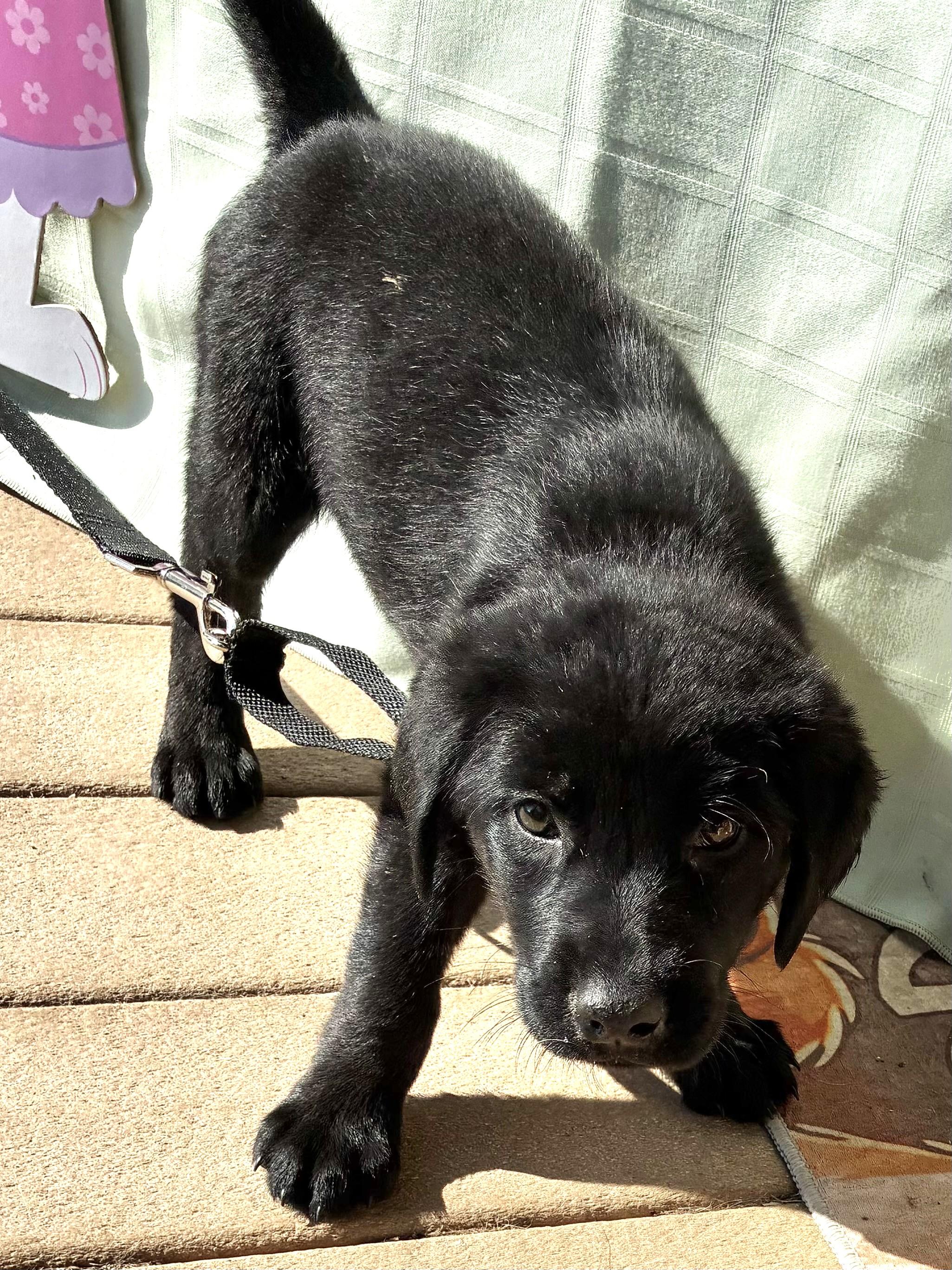 Enlarge Nudel, an adopted Flat-Coated Retriever in West Chicago, IL image 2/3
