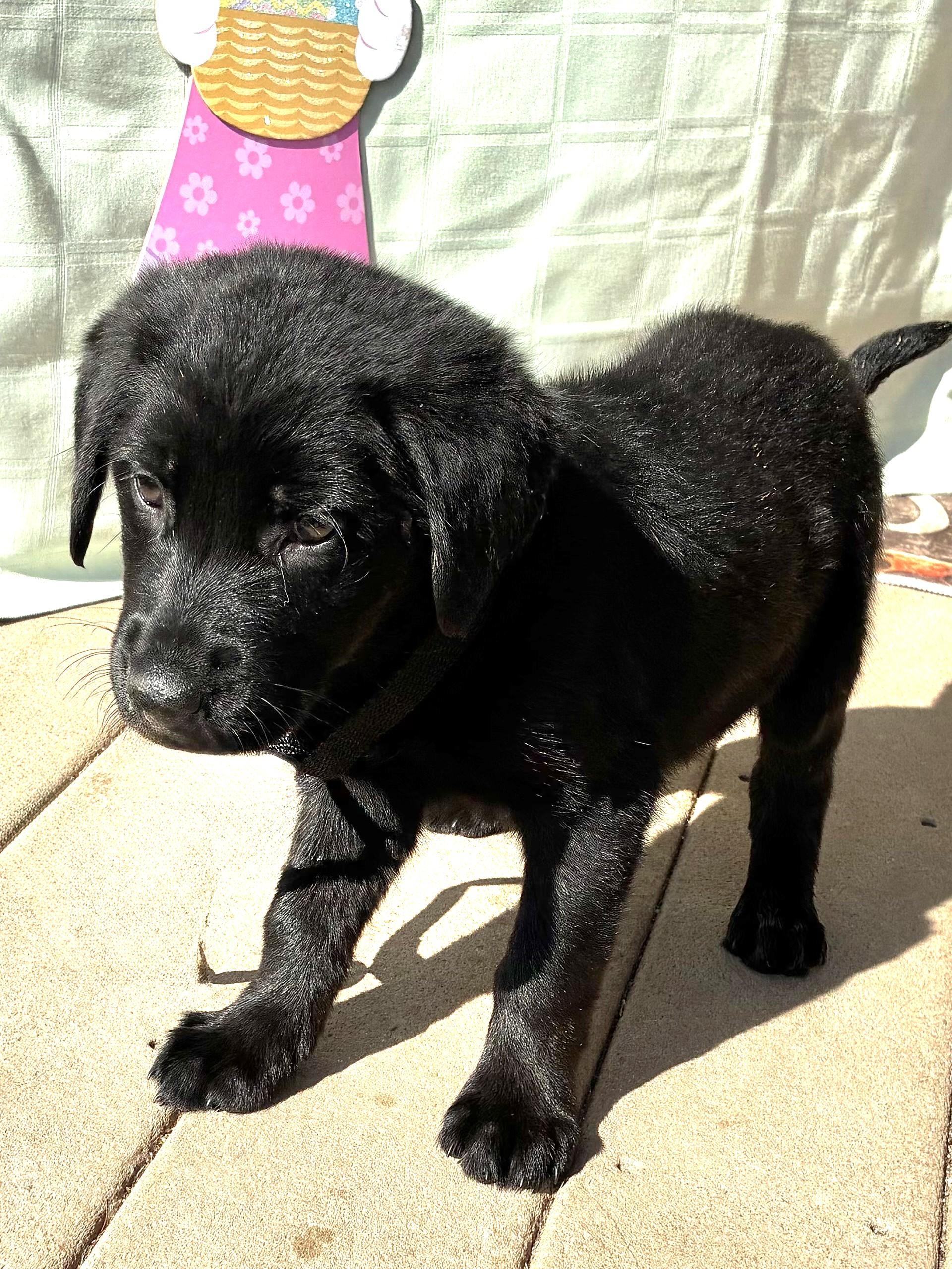 Enlarge Nudel, an adopted Flat-Coated Retriever in West Chicago, IL image 1/3