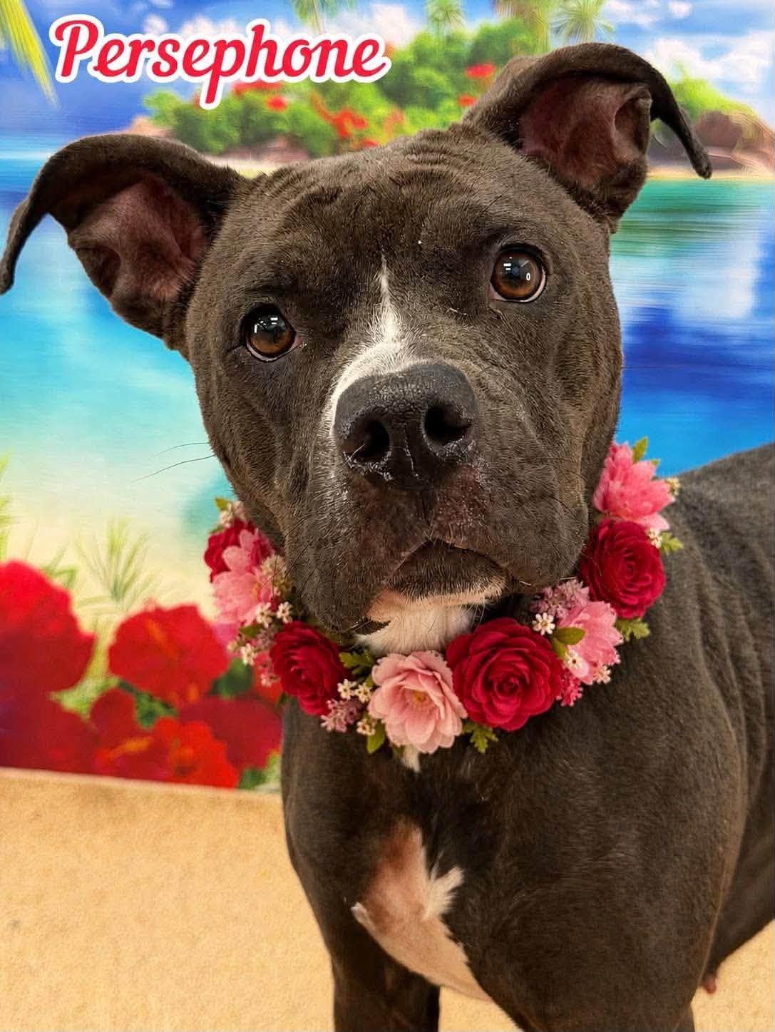 Persephone, ADOPTABLE, Adult Female Mixed Breed.