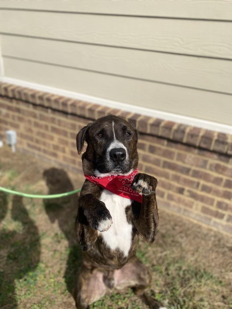 Enlarge Linus, a Adoptable mixed breed in Dickson, TN image 1/1