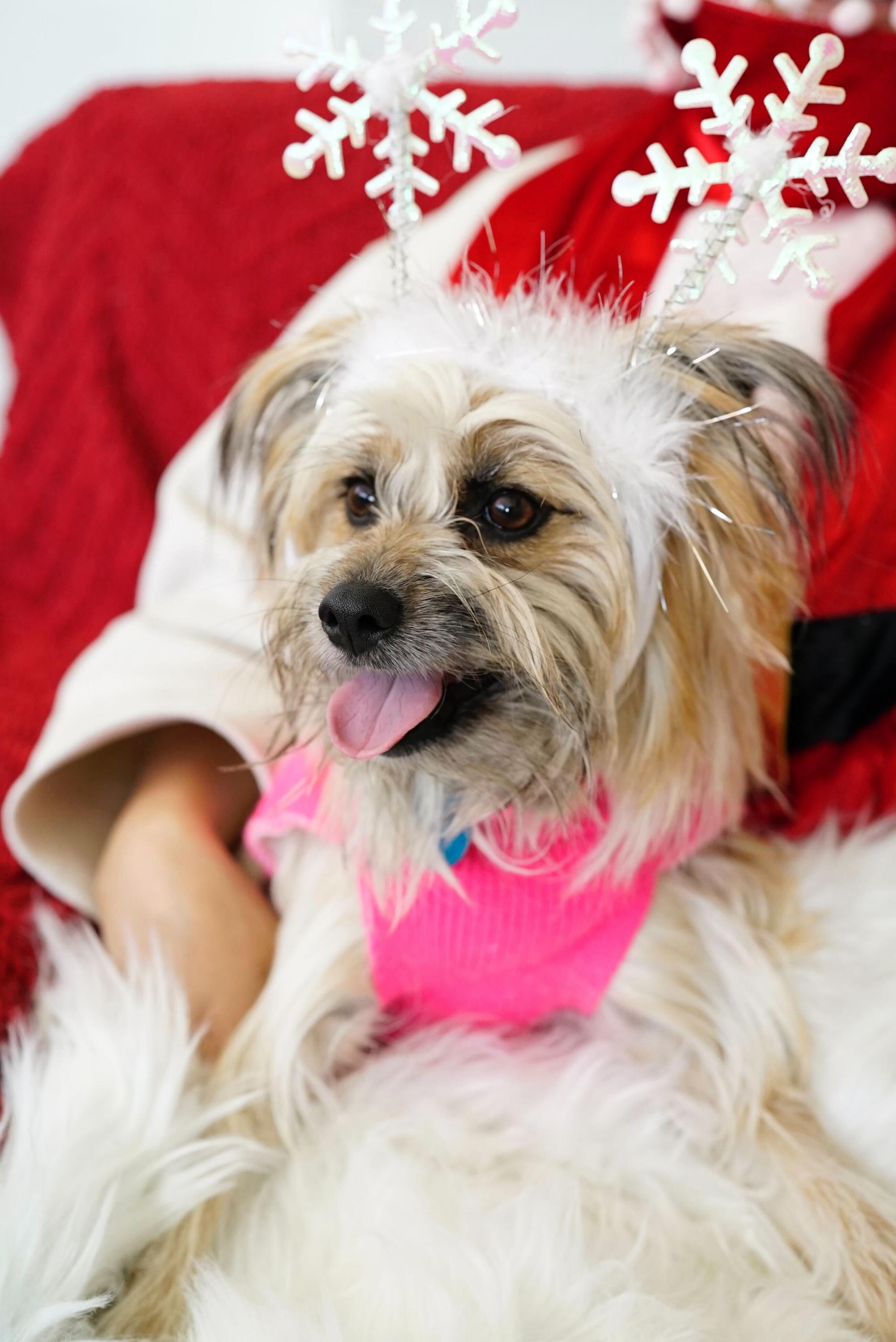 Enlarge Mopsy, a ADOPTABLE mixed breed in Pasadena, CA image 1/4